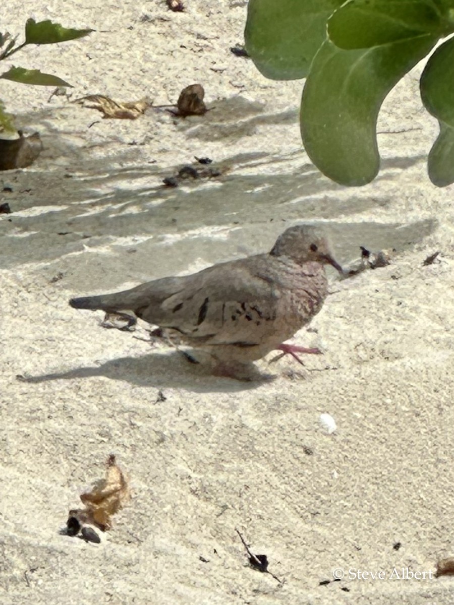 Common Ground Dove - ML545445911