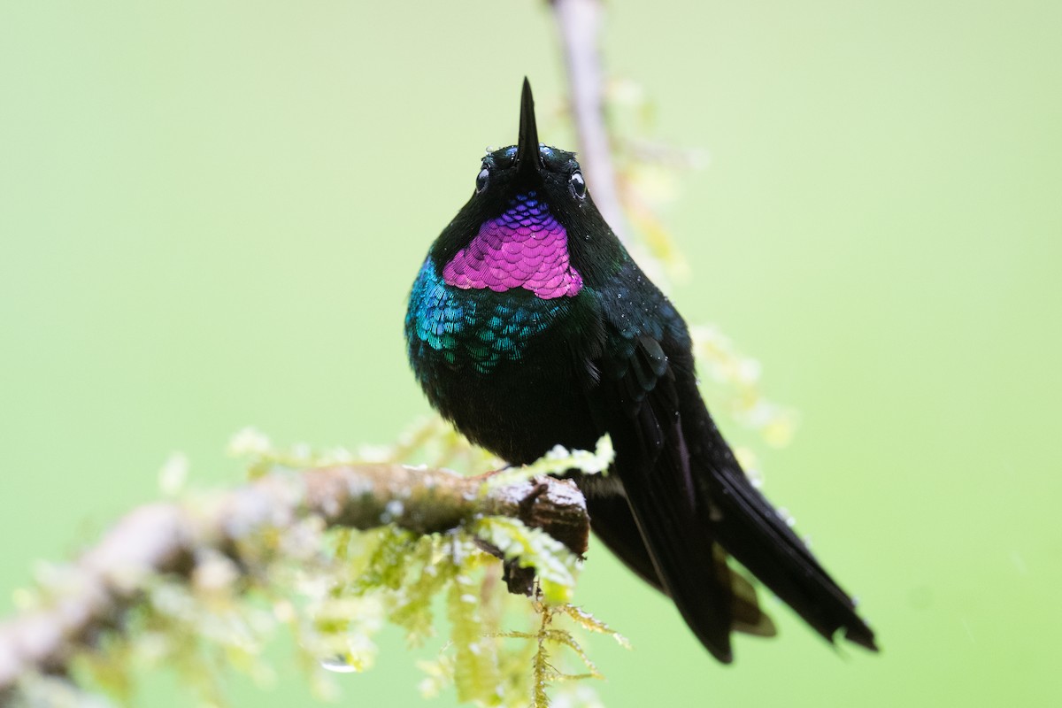 kolibřík turmalinový - ML545446031