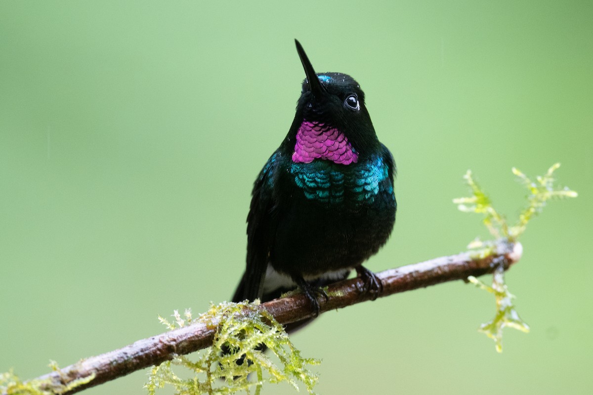 kolibřík turmalinový - ML545446061