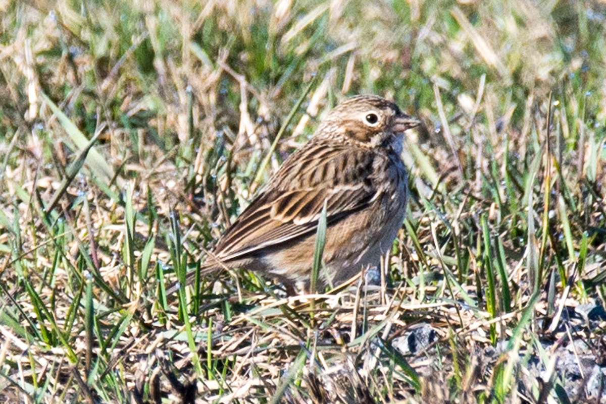 Vesper Sparrow - Technoparc Oiseaux