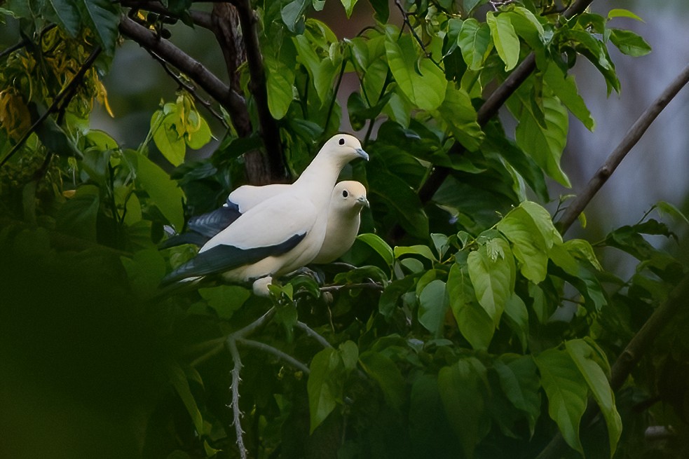 Pied Imperial-Pigeon - ML545450931