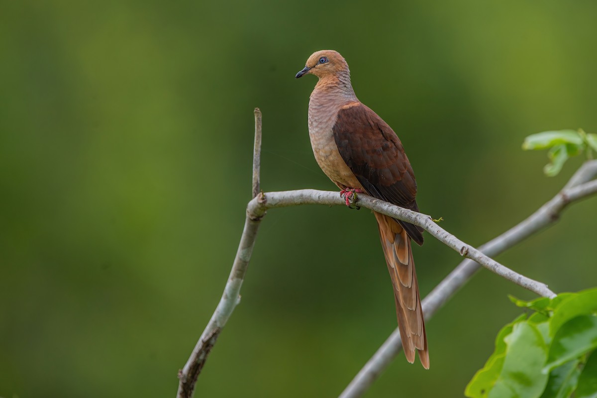Sultan's Cuckoo-Dove - Ngoc Sam Thuong Dang