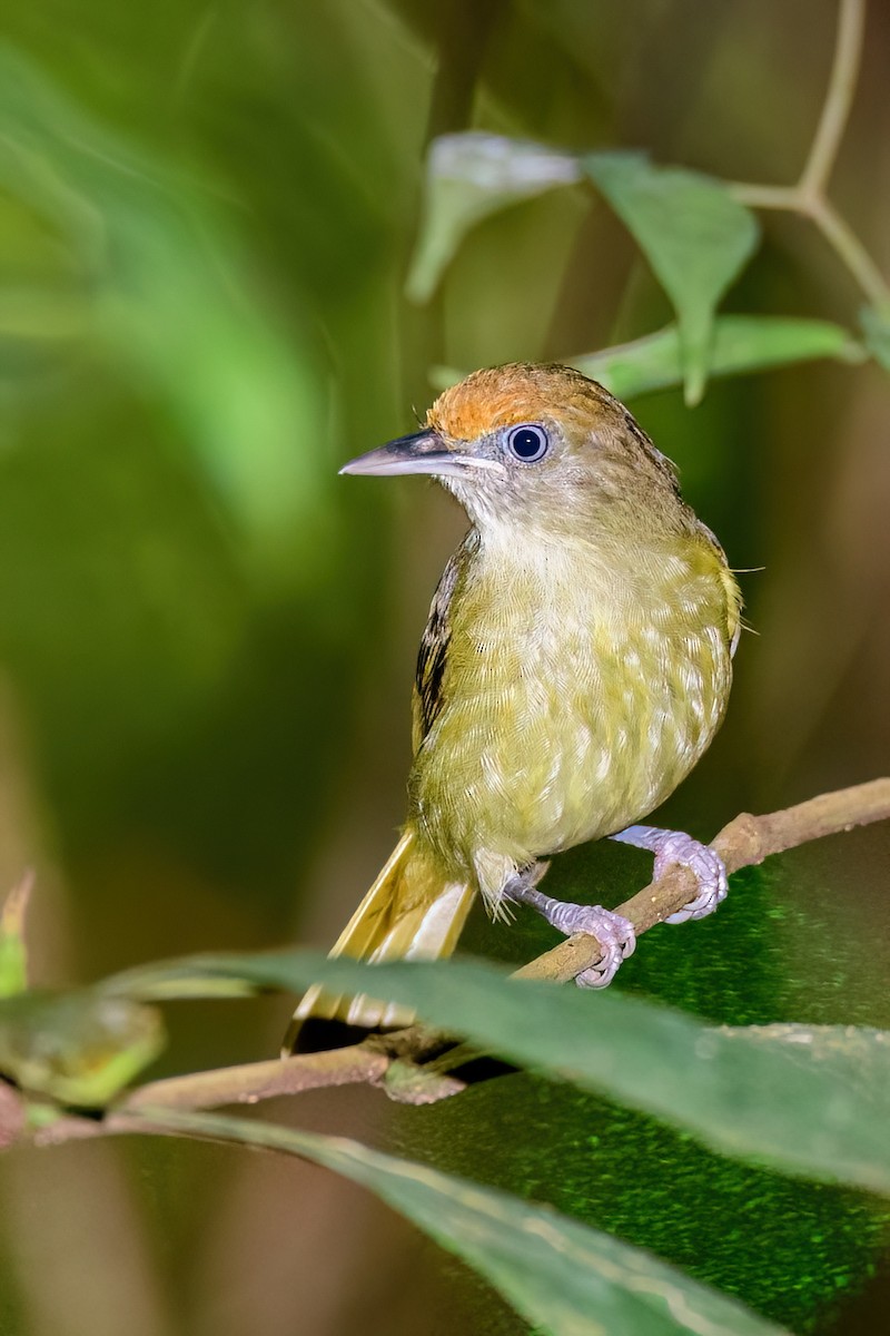 Tawny-crowned Greenlet - ML545454971