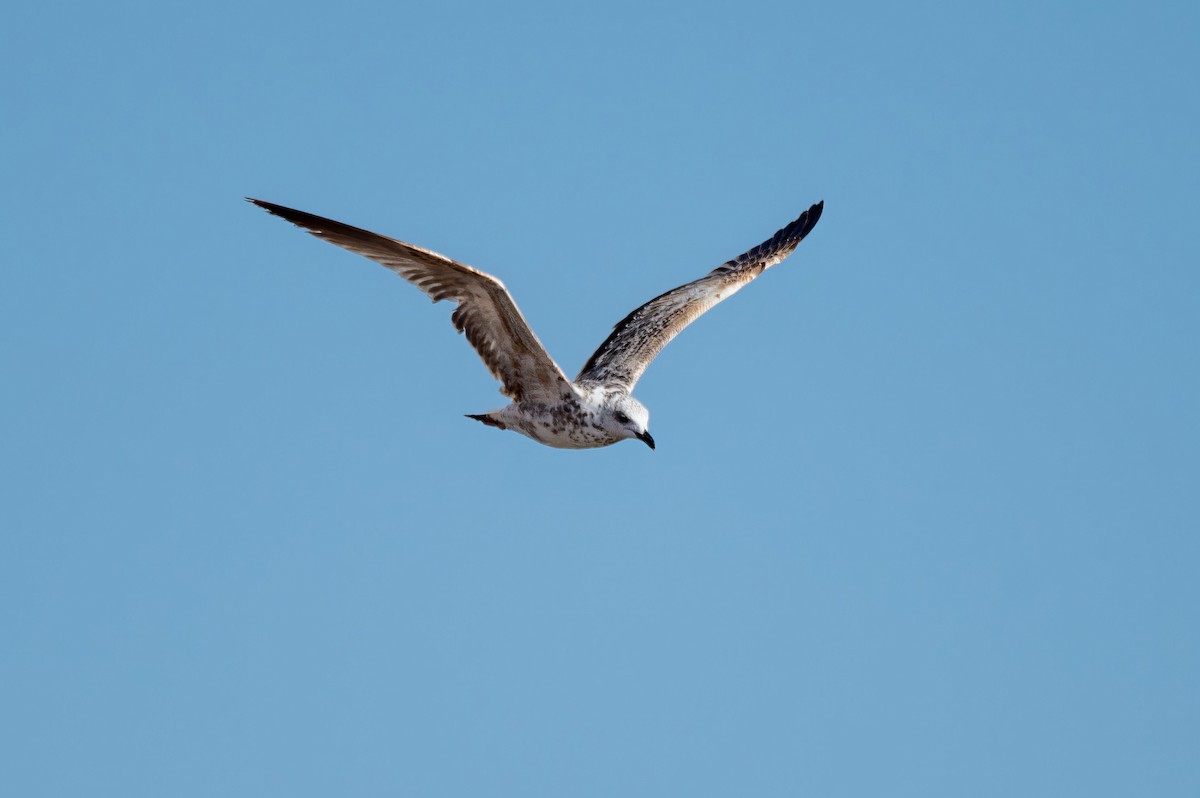 Caspian Gull - Sveinung Hobberstad