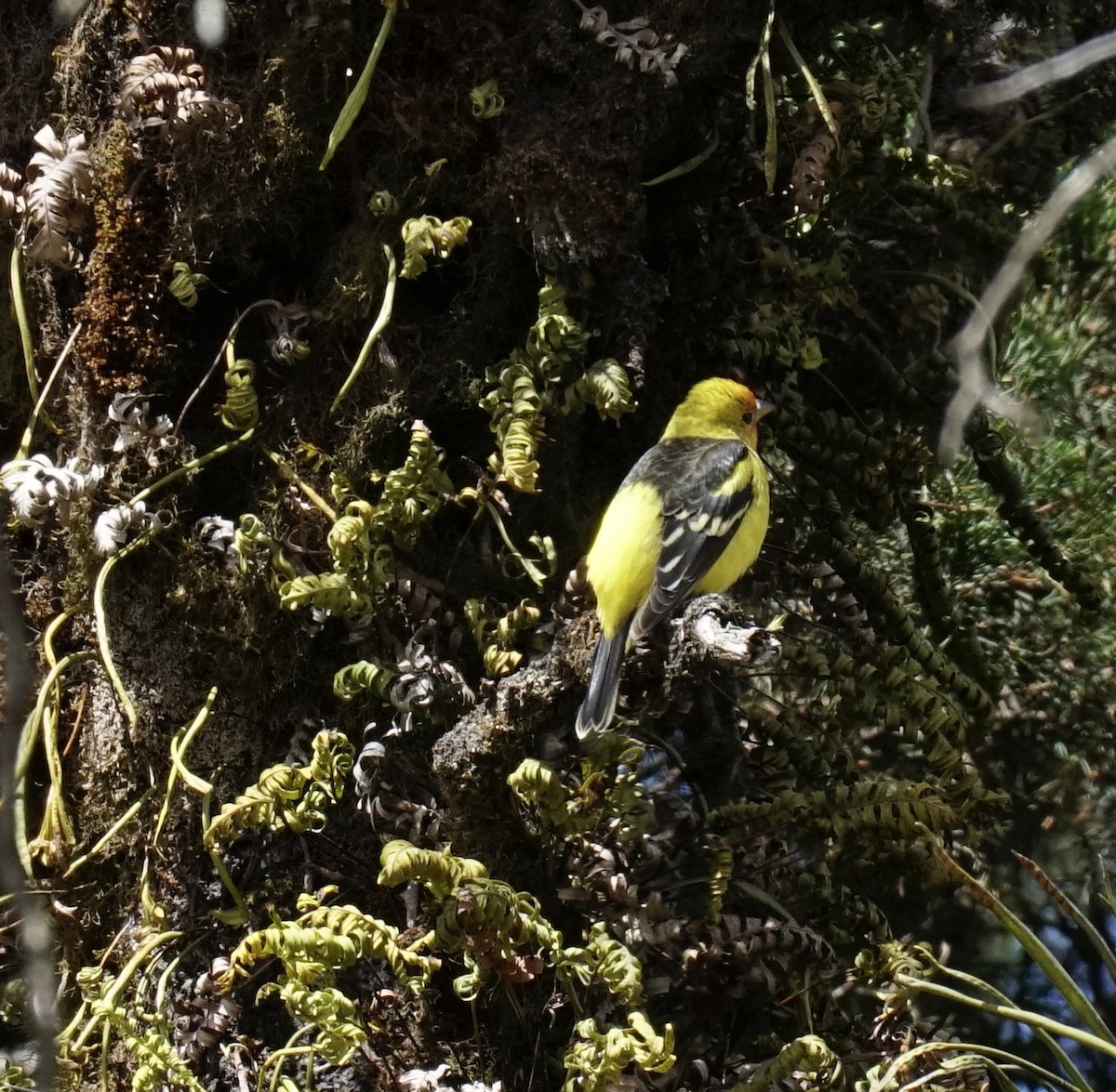 Western Tanager - ML545461181