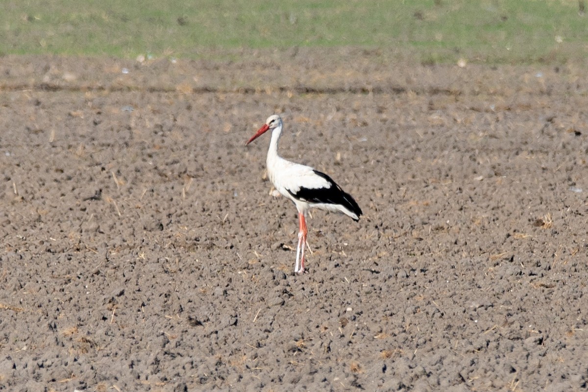 White Stork - Sveinung Hobberstad