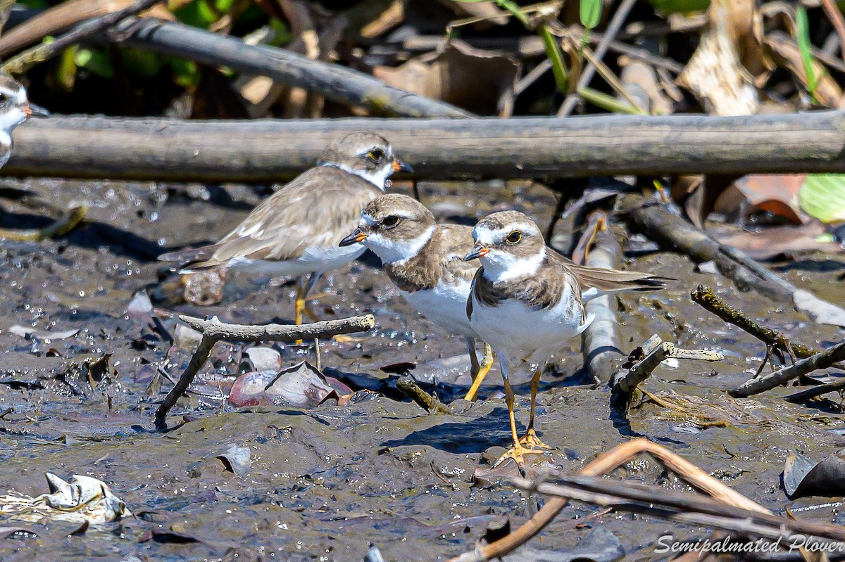 Semipalmated Plover - ML545461531