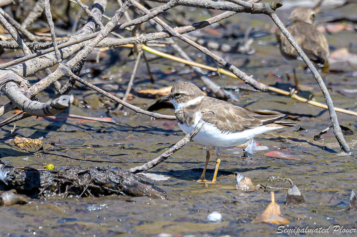 Semipalmated Plover - ML545461541