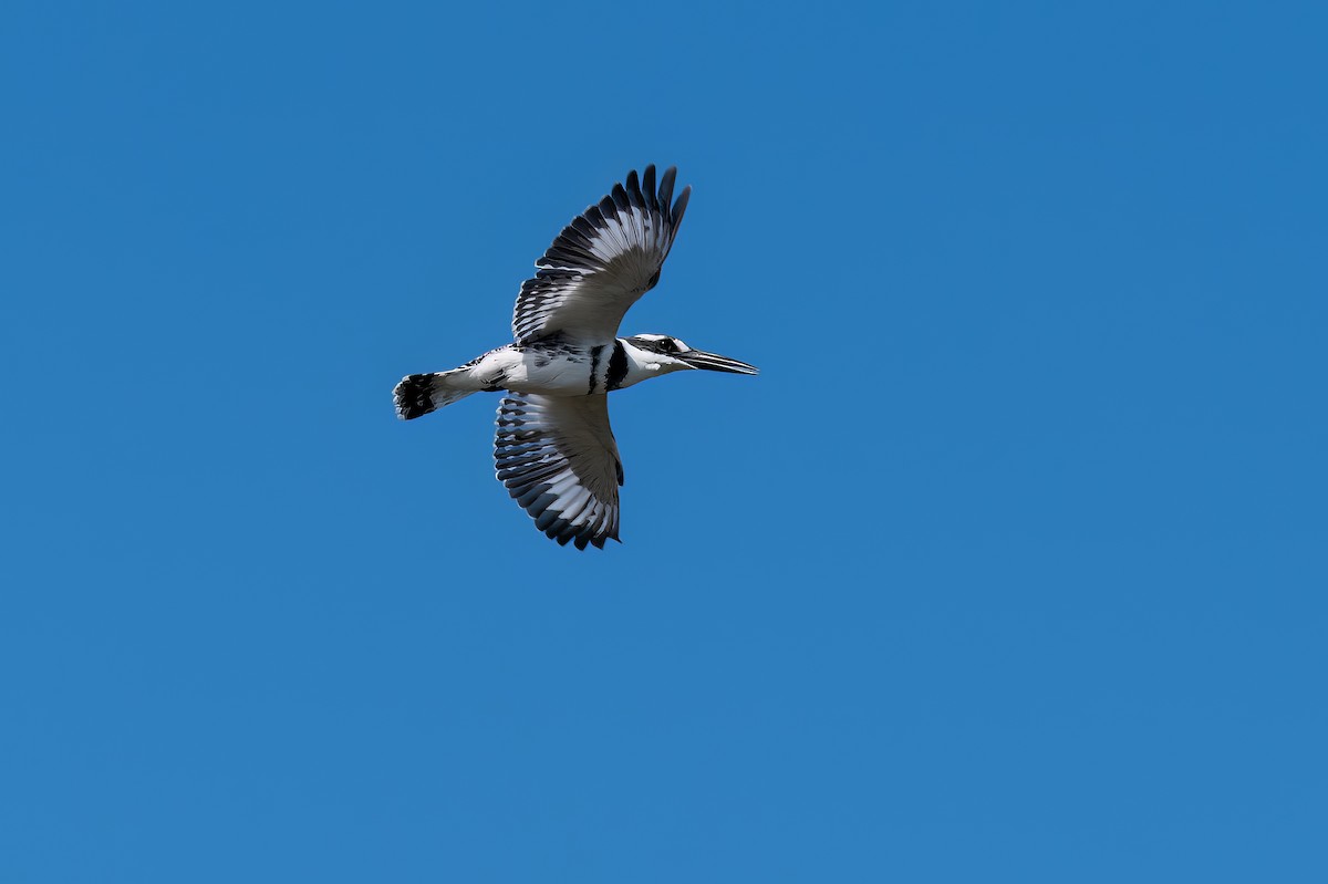 Pied Kingfisher - Sveinung Hobberstad
