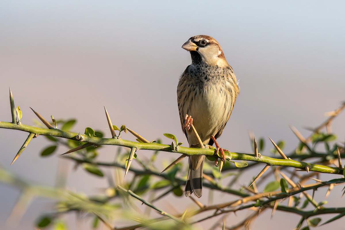 Spanish Sparrow - Sveinung Hobberstad