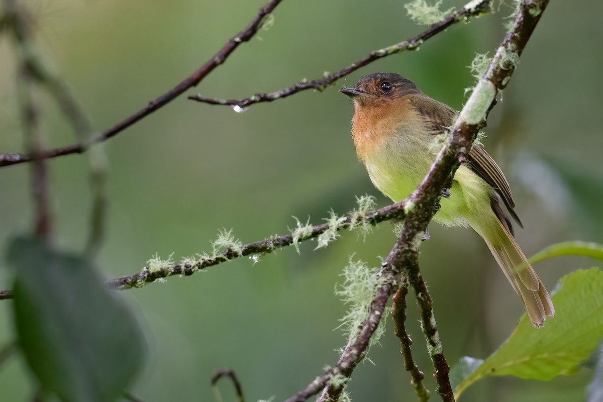 Rufous-breasted Flycatcher - ML545463371