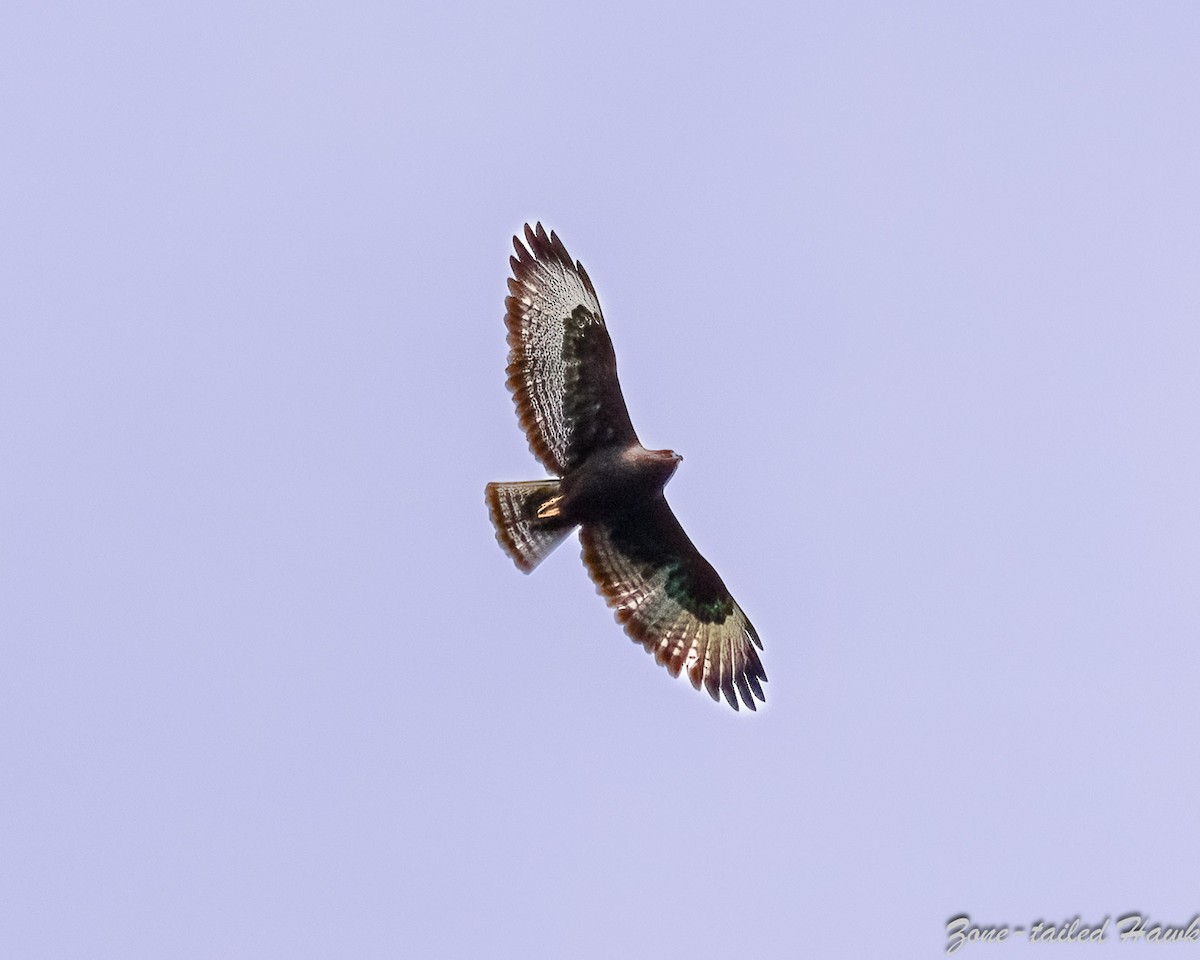 Zone-tailed Hawk - ML545464771