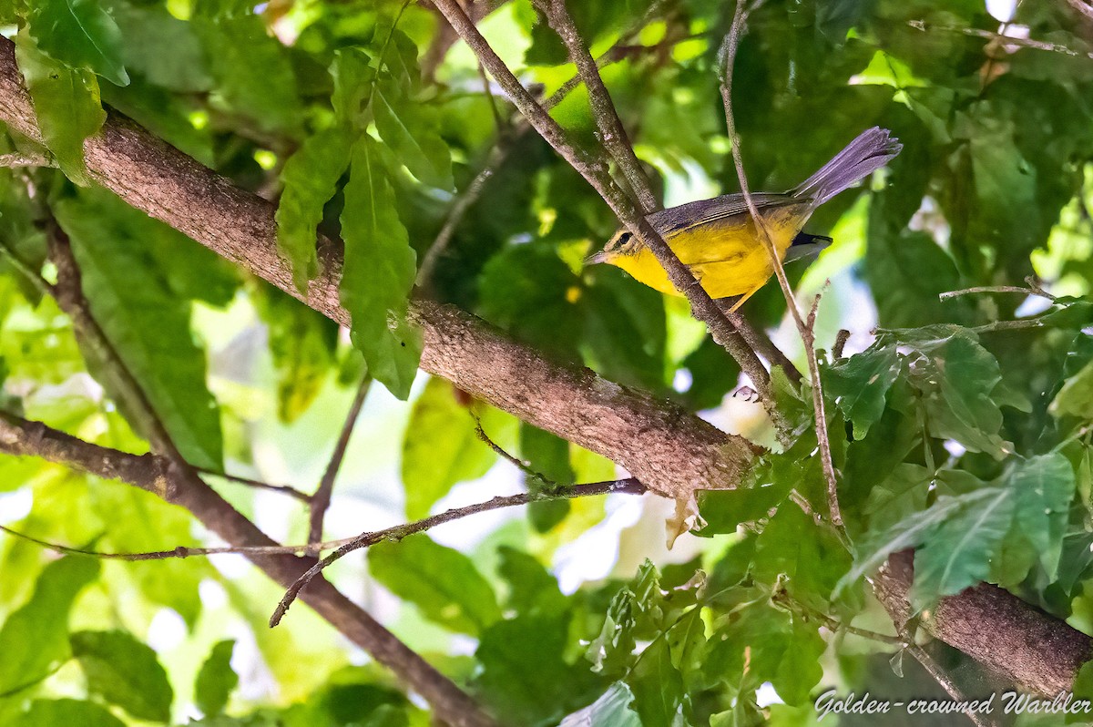 Golden-crowned Warbler - A & A Powell