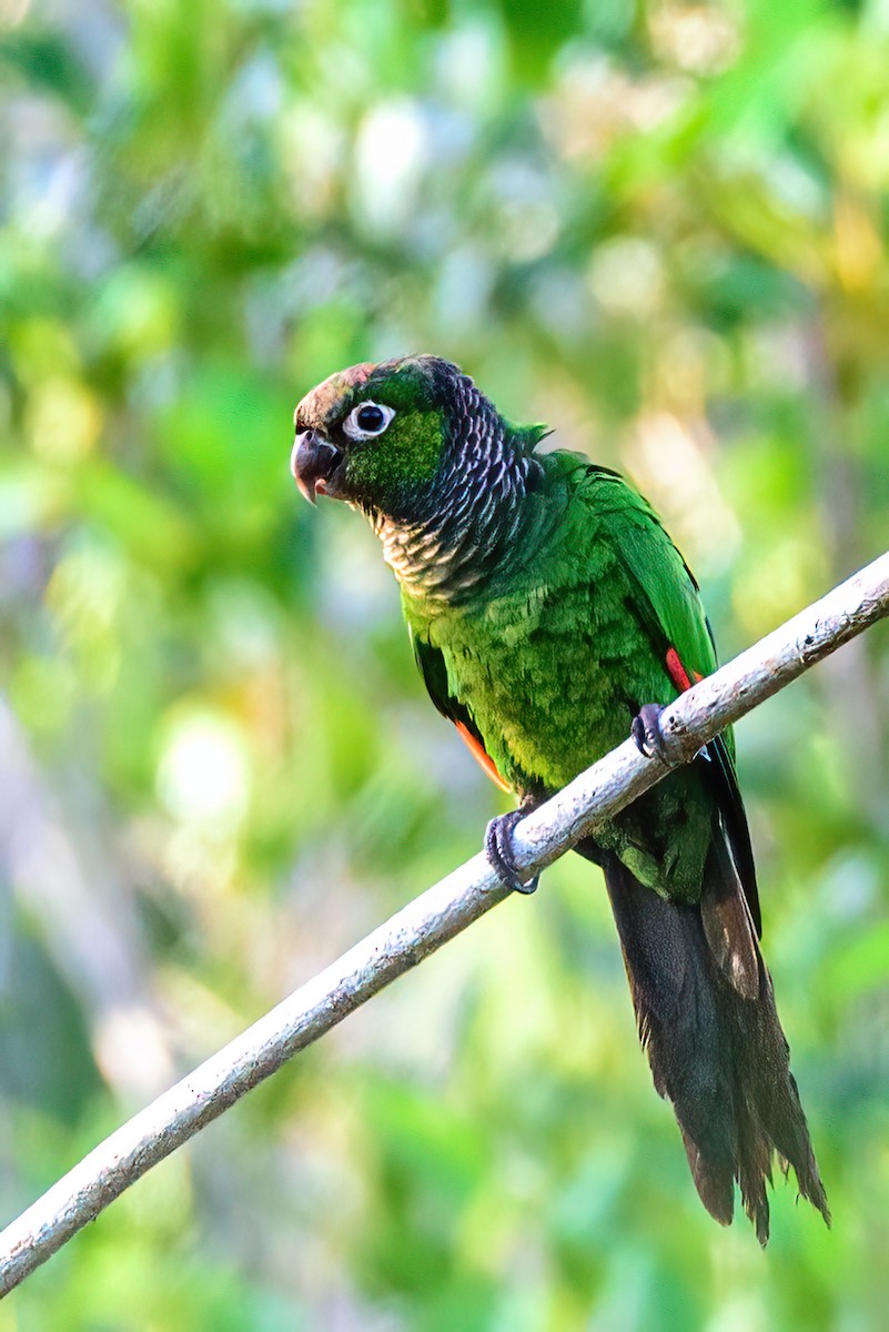 Maroon-tailed Parakeet - Ralph Hatt