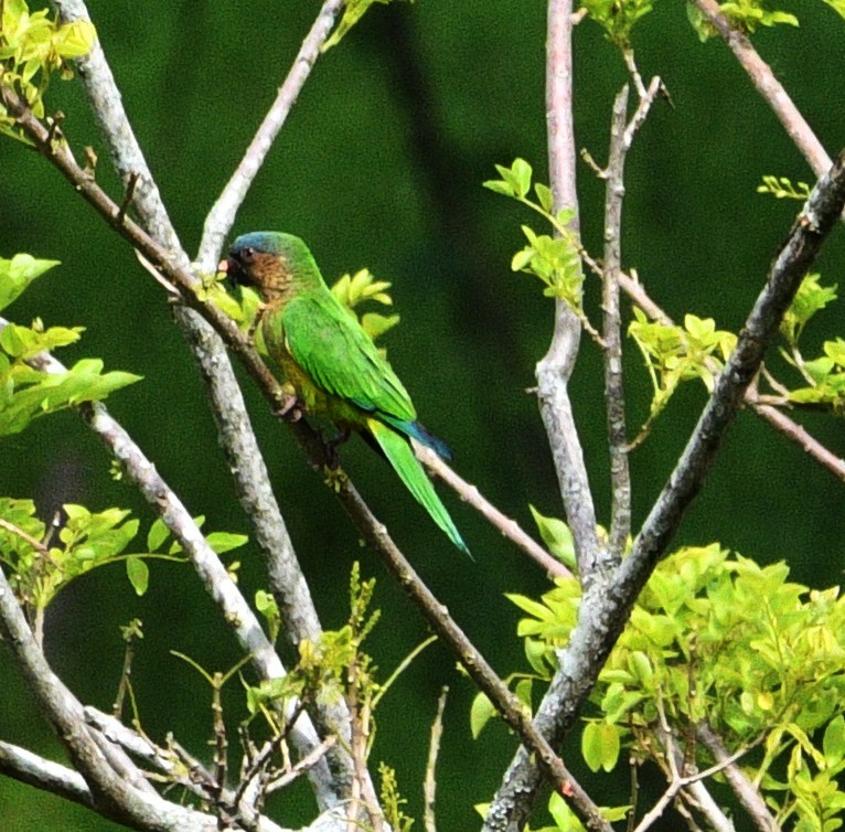 Brown-throated Parakeet - ML545465751