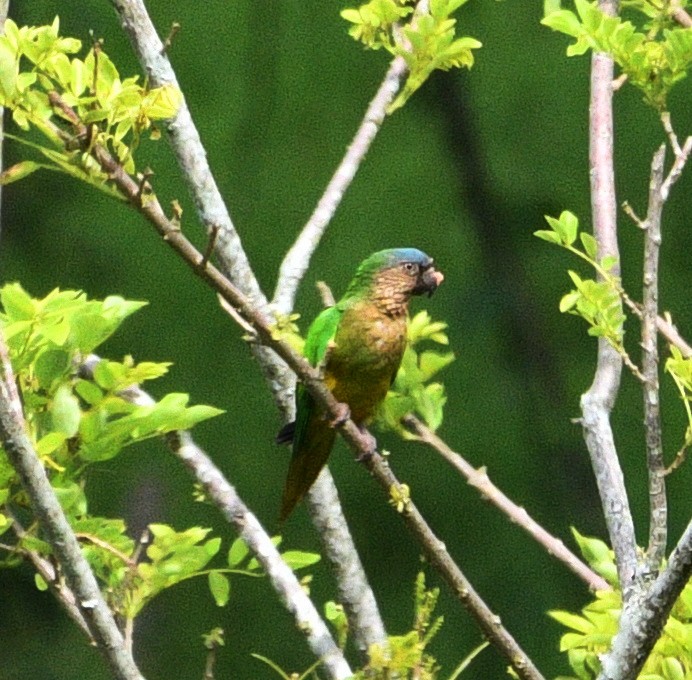 Brown-throated Parakeet - ML545465761