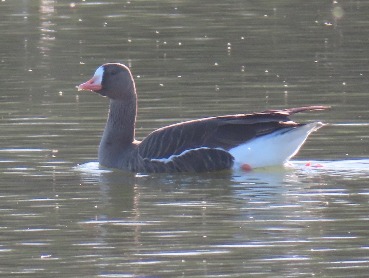Greater White-fronted Goose - ML545466101