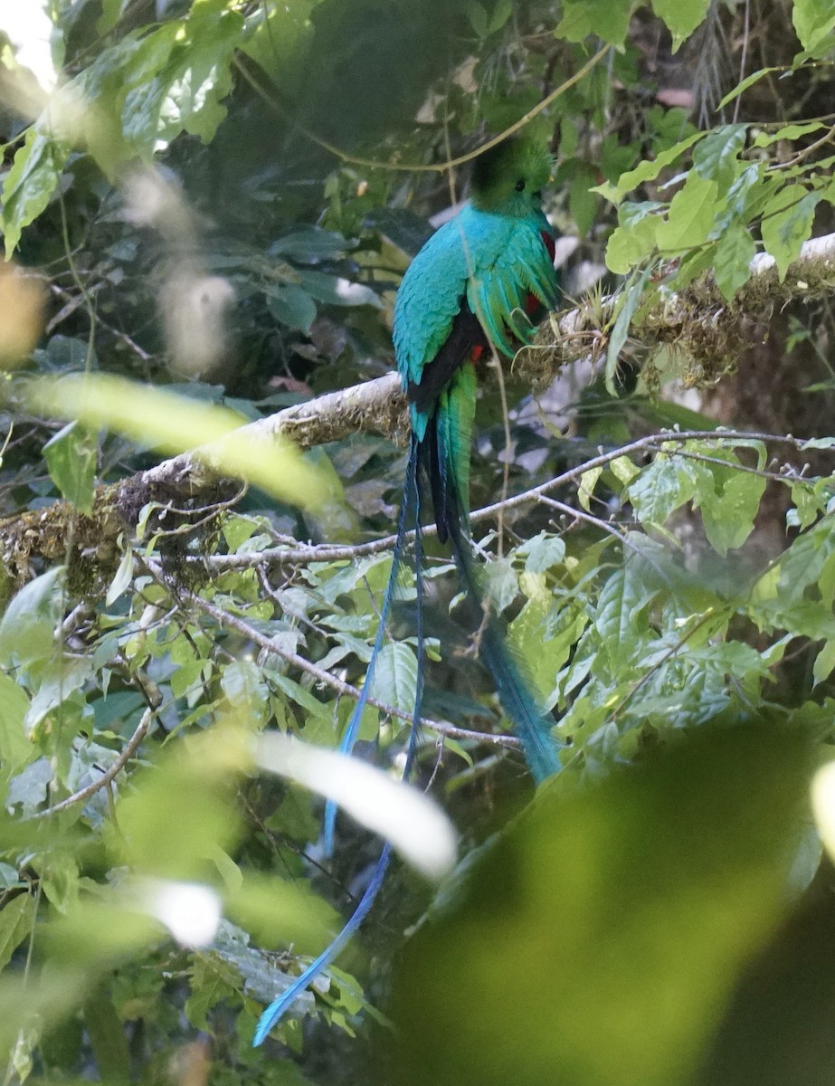 Quetzal Guatemalteco - ML545466251