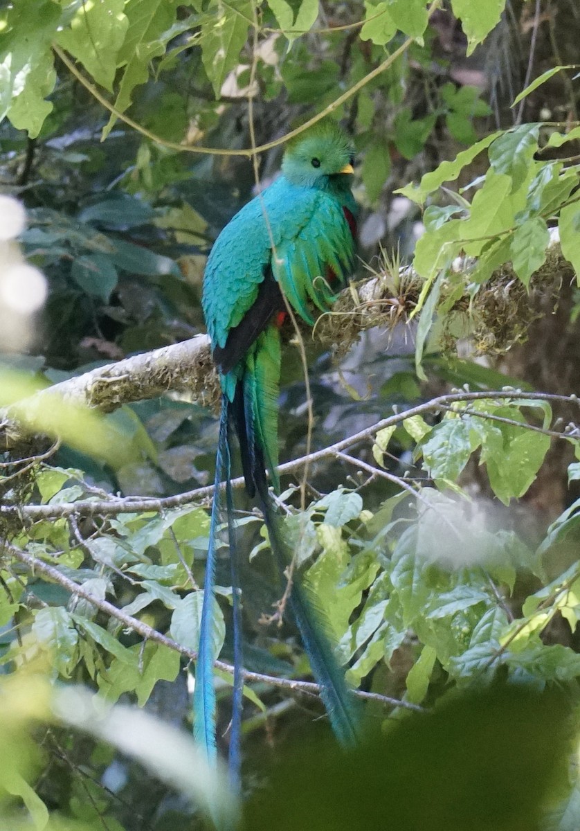 Quetzal Guatemalteco - ML545466261