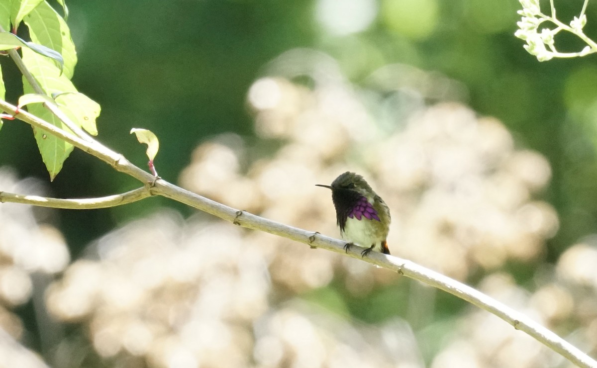Wine-throated Hummingbird - Thane Pratt
