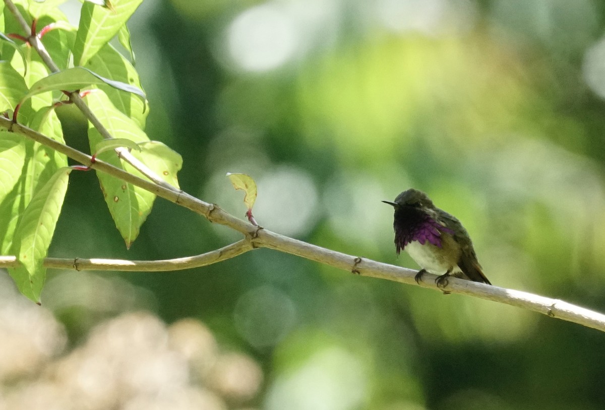 Wine-throated Hummingbird - Thane Pratt