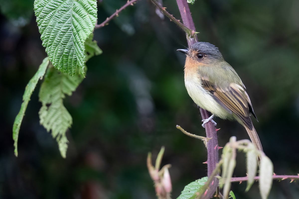 Rufous-breasted Flycatcher - Ben  Lucking