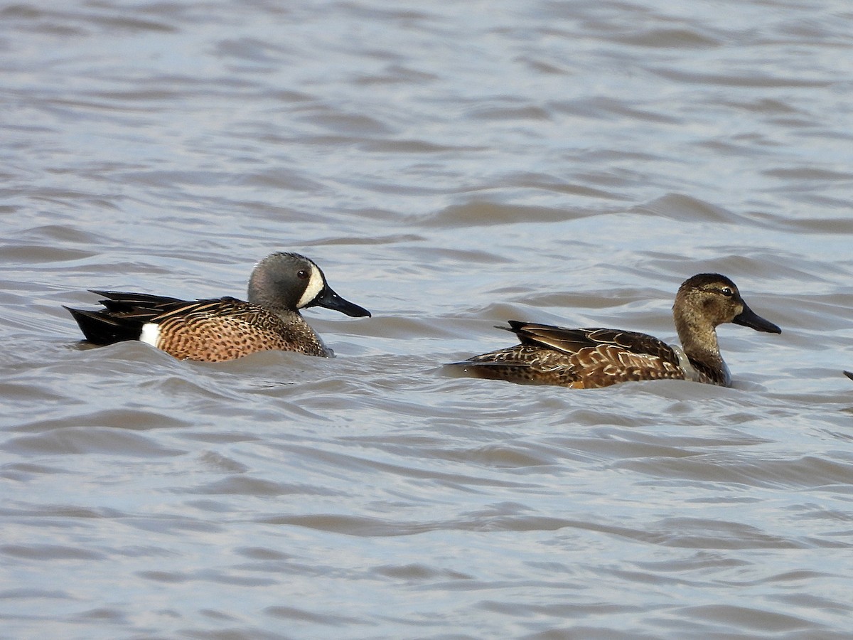 Blue-winged Teal - ML545473221