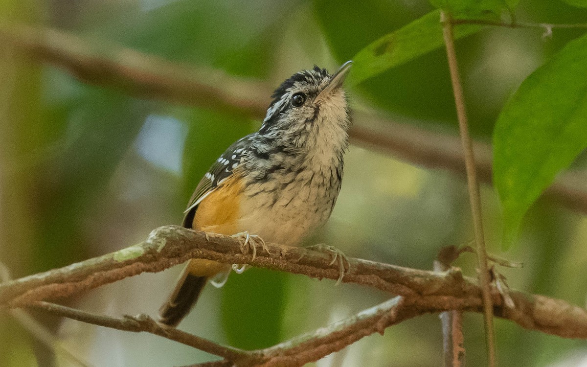 Rondonia Warbling-Antbird - ML545474181