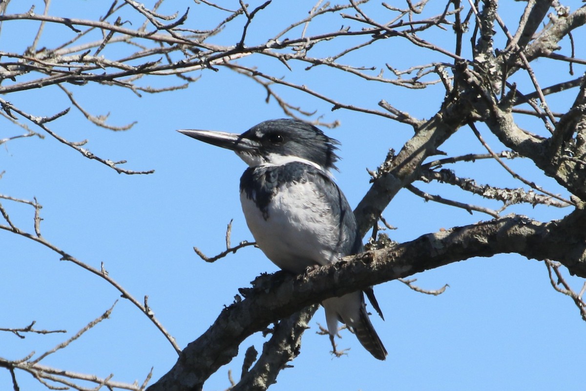 Belted Kingfisher - ML545476031