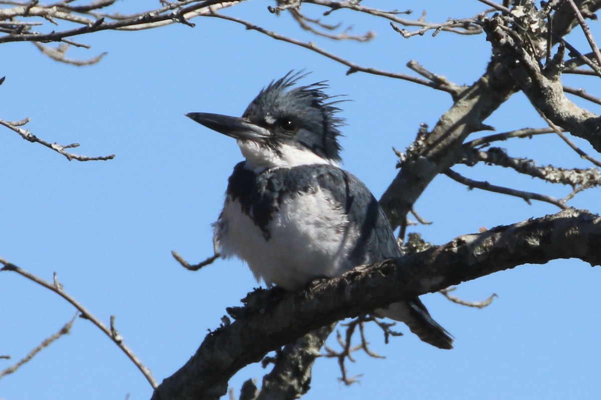 Belted Kingfisher - ML545476041