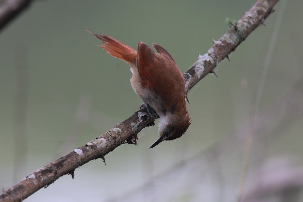 Yellow-chinned Spinetail - ML545476571