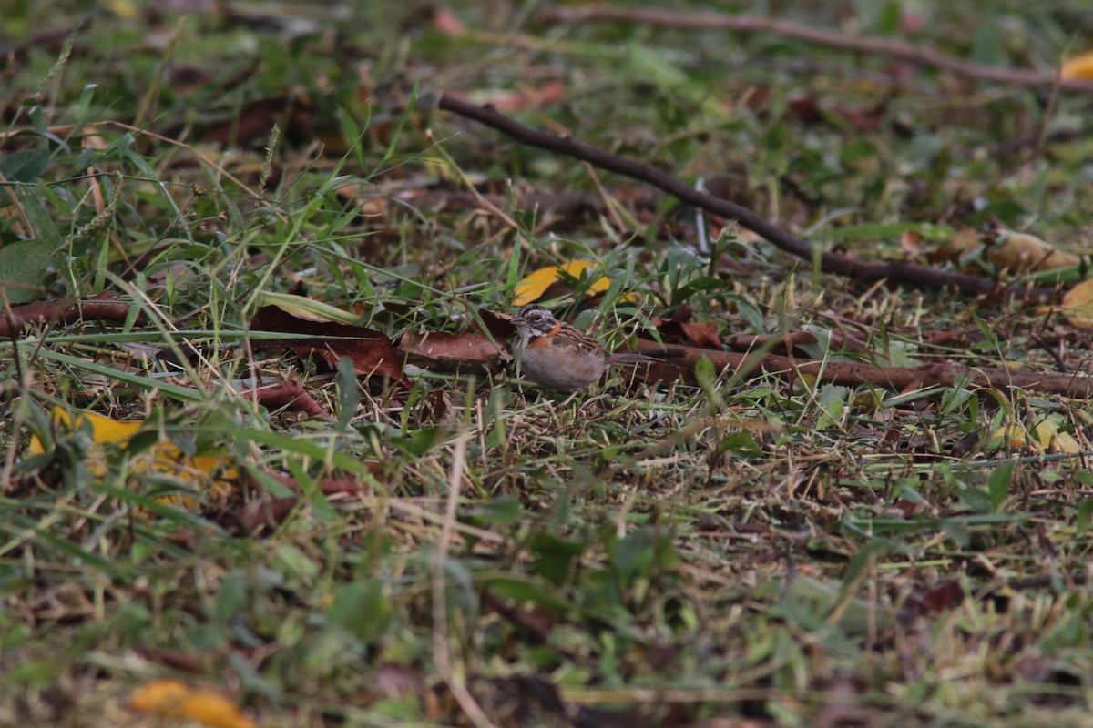 Rufous-collared Sparrow - ML545478781