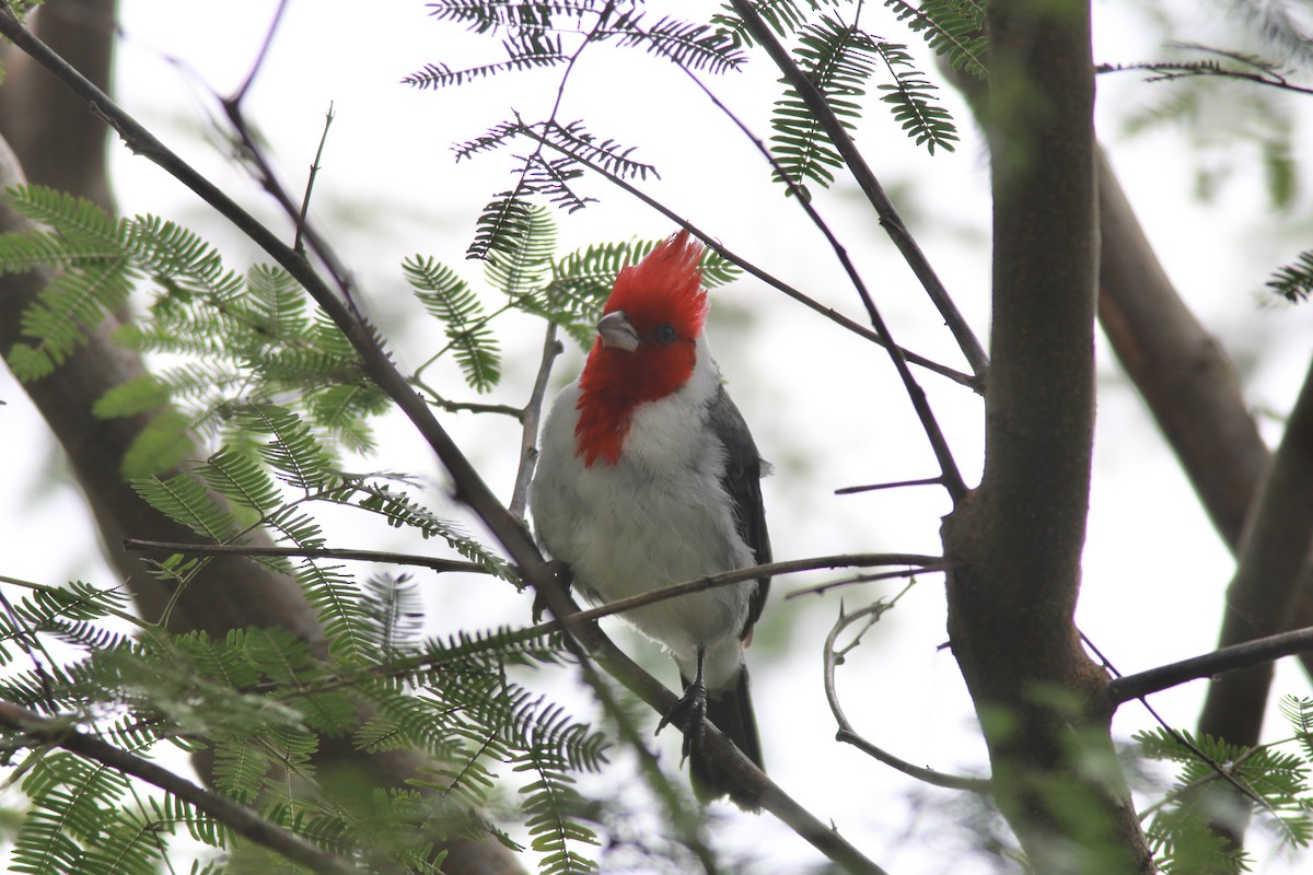 Red-crested Cardinal - ML545478891