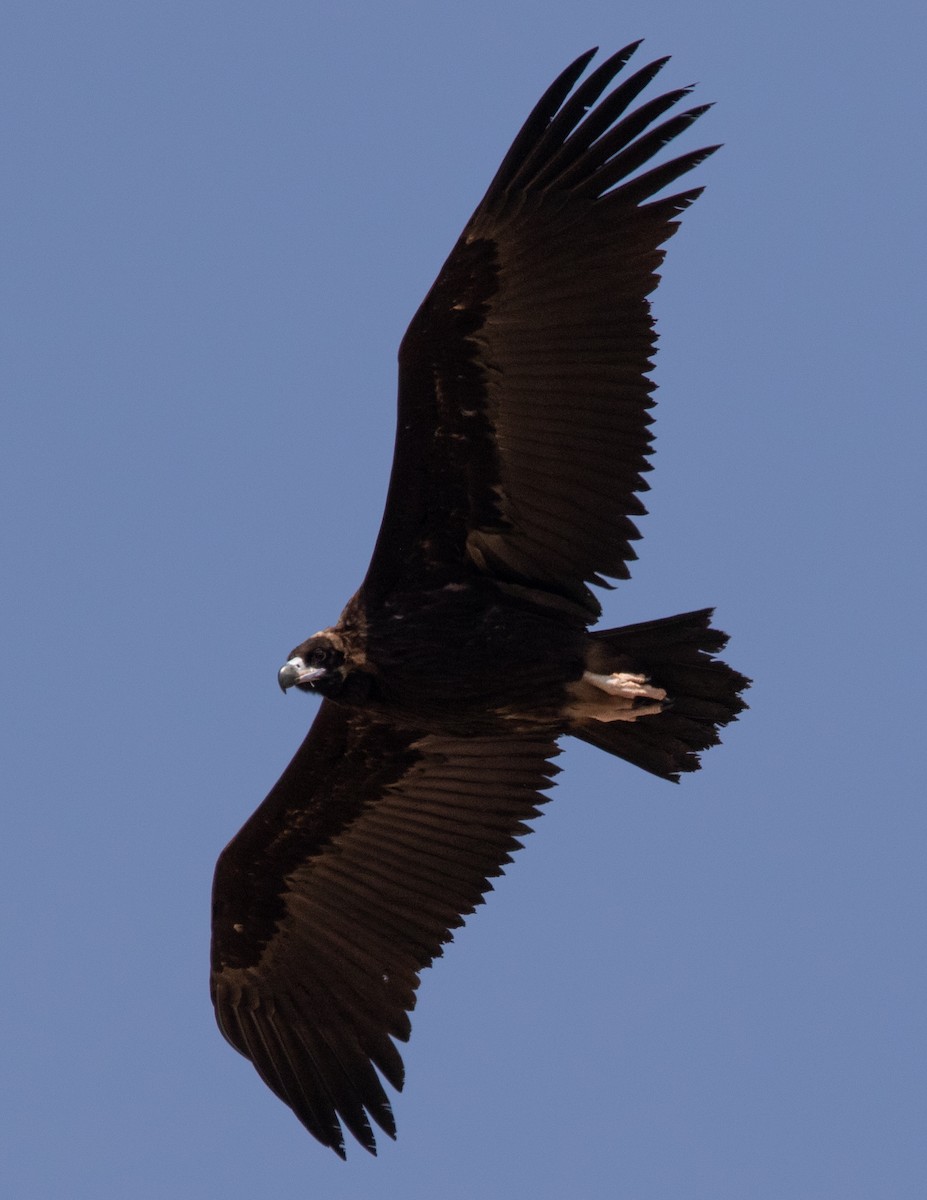 Cinereous Vulture - ML545479731
