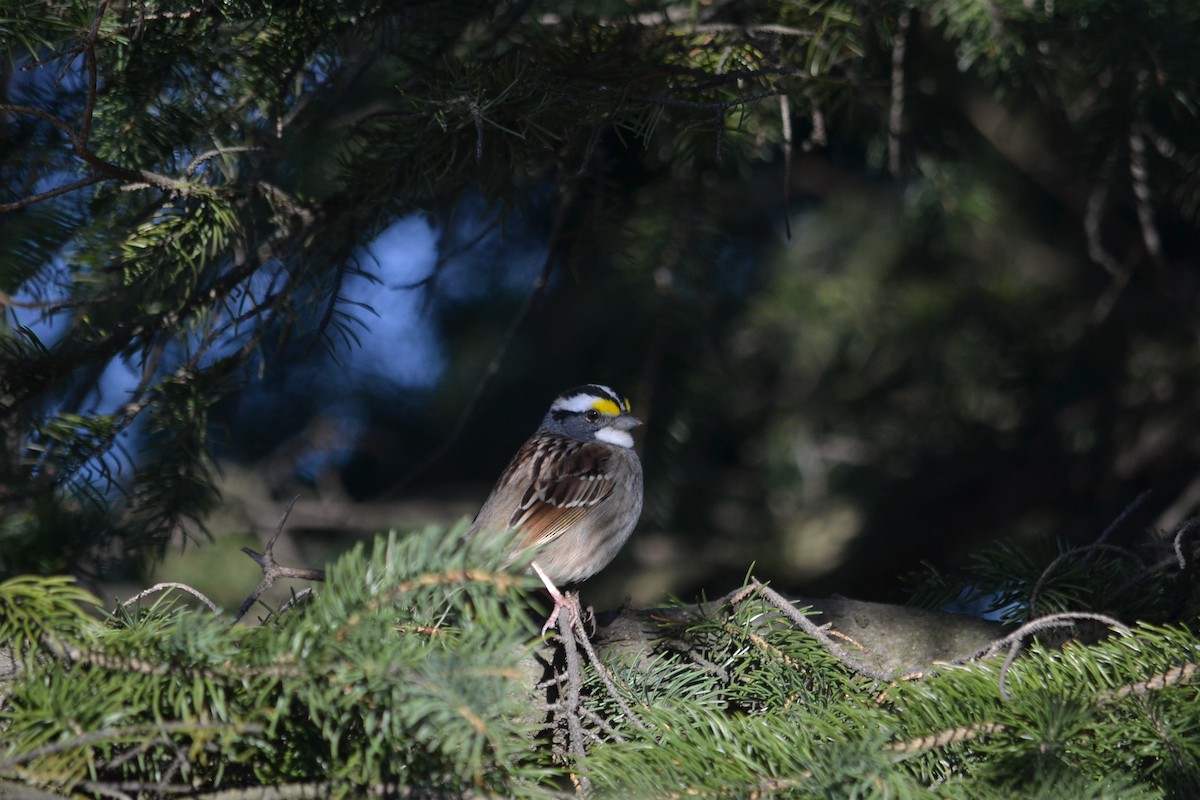 White-throated Sparrow - ML54548781