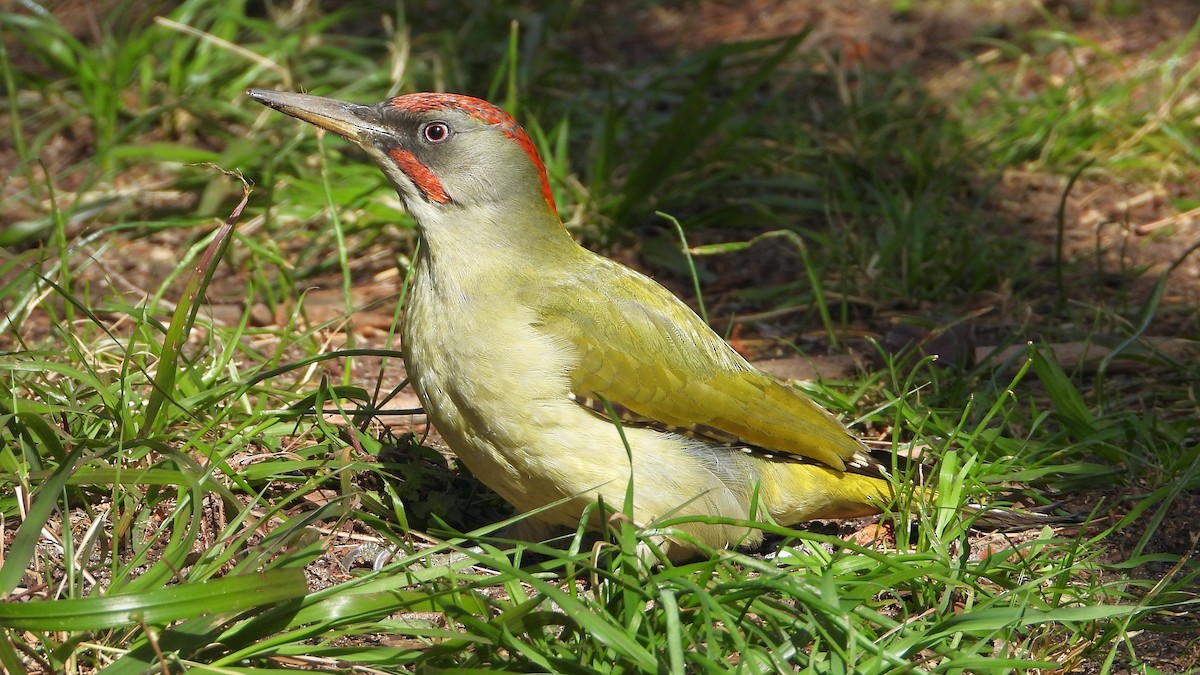 Iberian Green Woodpecker - ML545493671