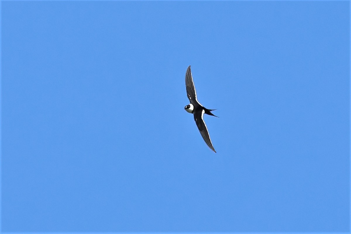 Great Swallow-tailed Swift - ML545493681