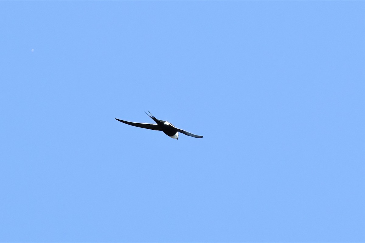Great Swallow-tailed Swift - ML545493691