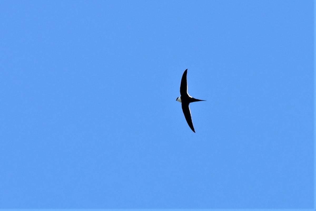 Great Swallow-tailed Swift - ML545493701