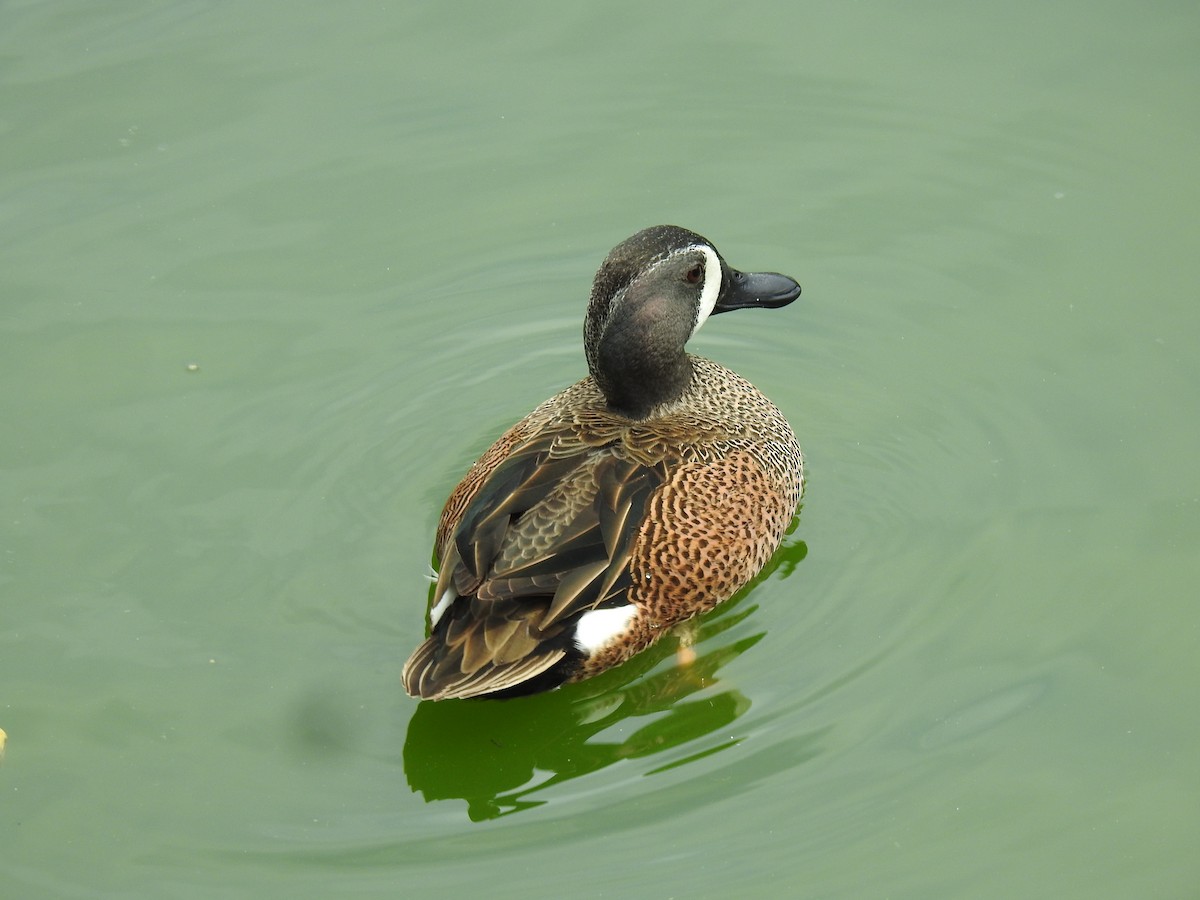Blue-winged Teal - ML545495621