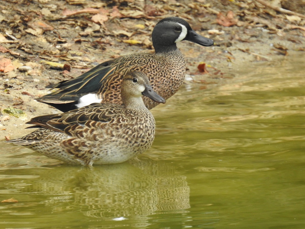 Blue-winged Teal - ML545495641