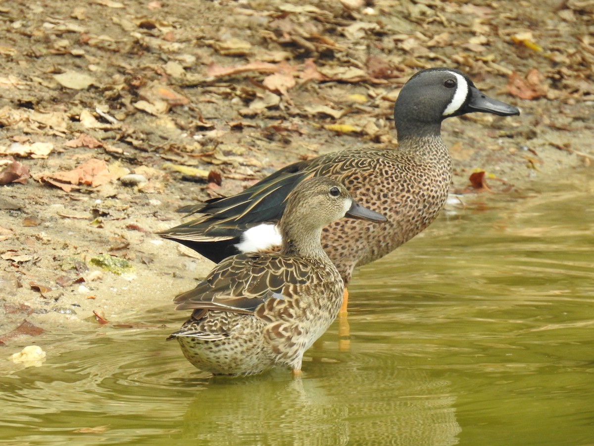 Blue-winged Teal - ML545495651