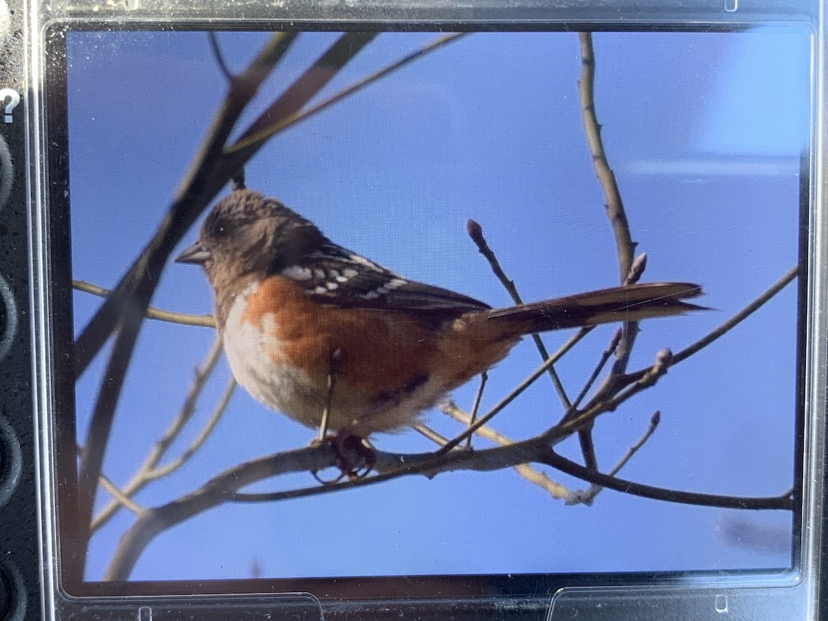 Spotted Towhee - ML545501721
