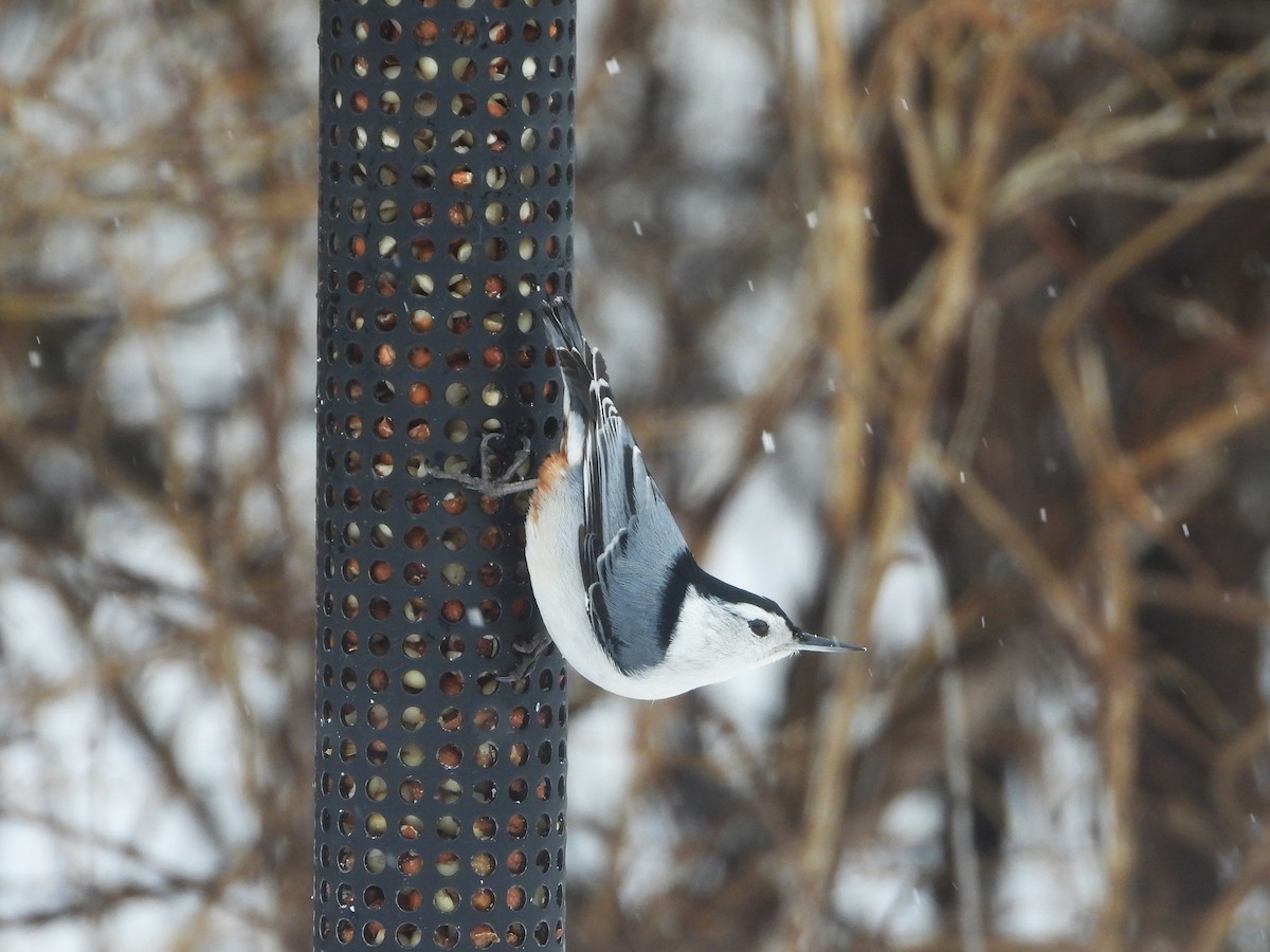 White-breasted Nuthatch - ML545504421