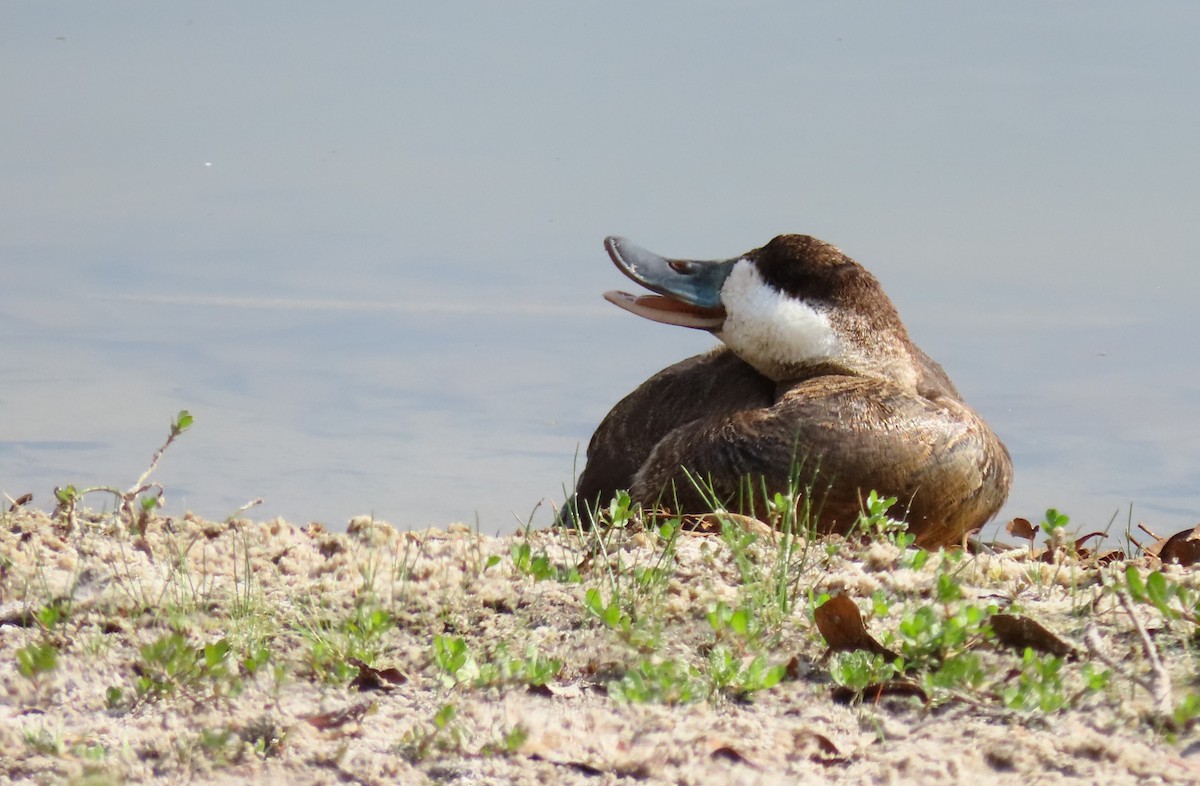 eBird Checklist 14 Mar 2023 Hagen Ranch Road Library 8 species