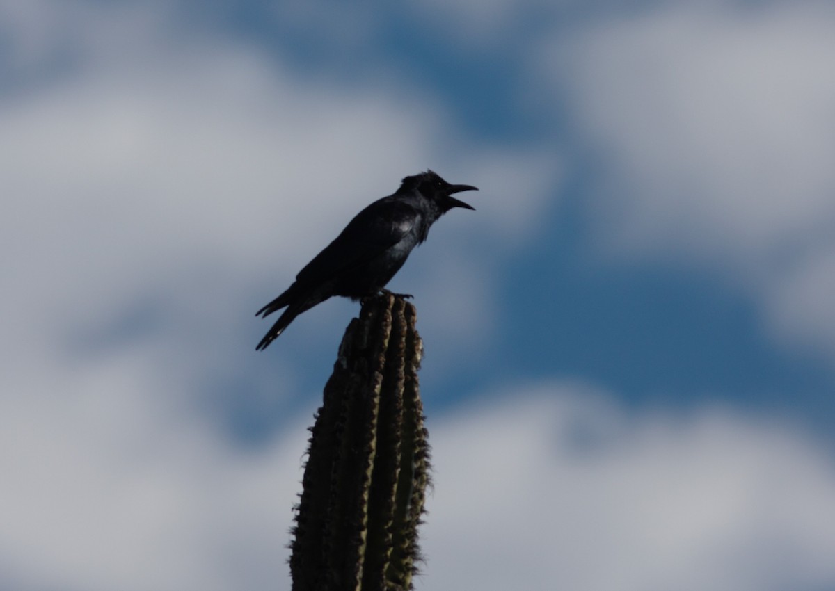 Sinaloa Crow - ML545508501