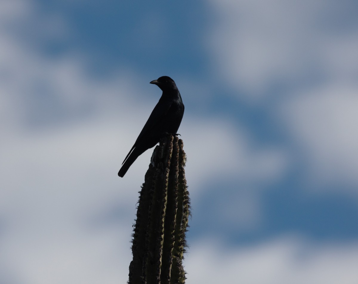 Sinaloa Crow - ML545508511