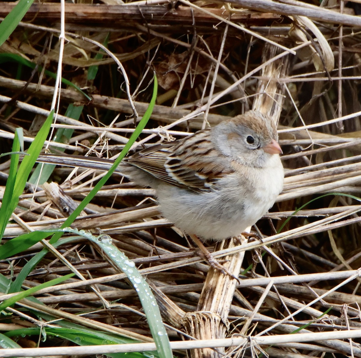 Field Sparrow - ML545509211