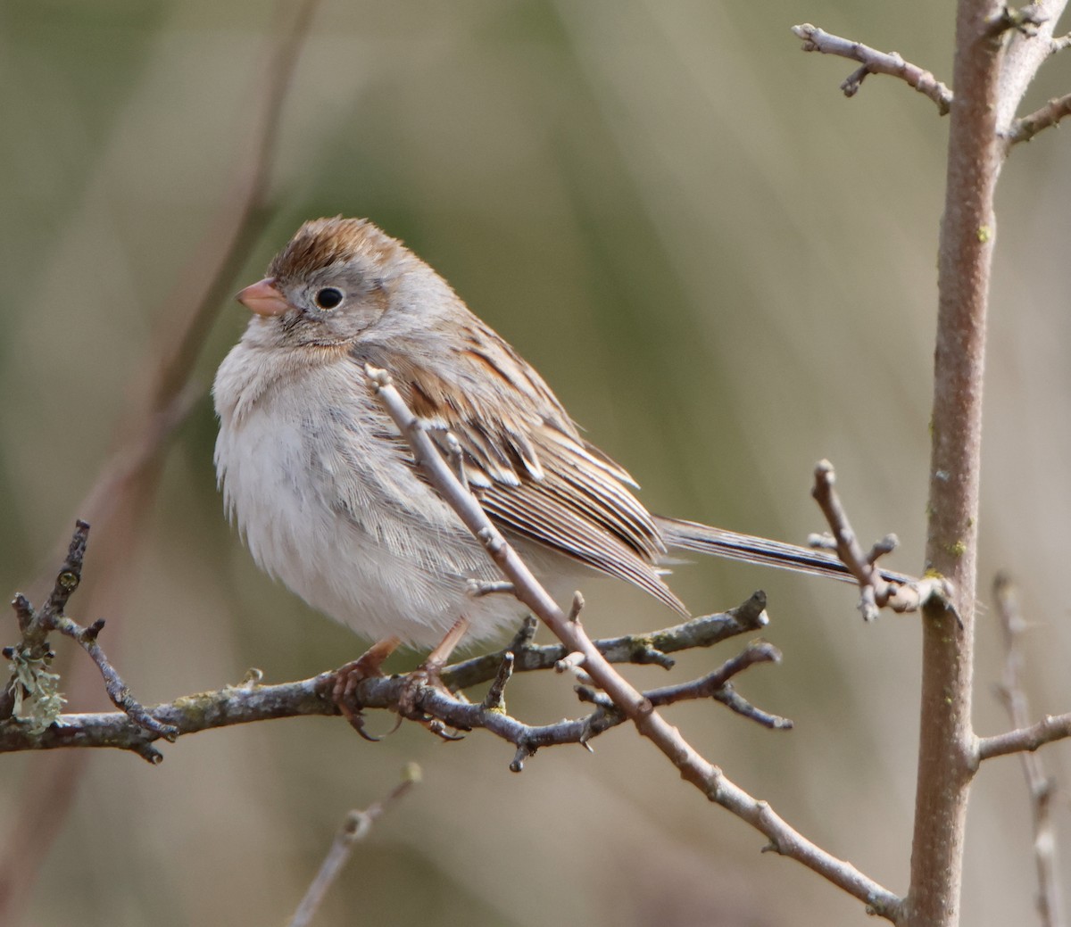 Field Sparrow - ML545509221