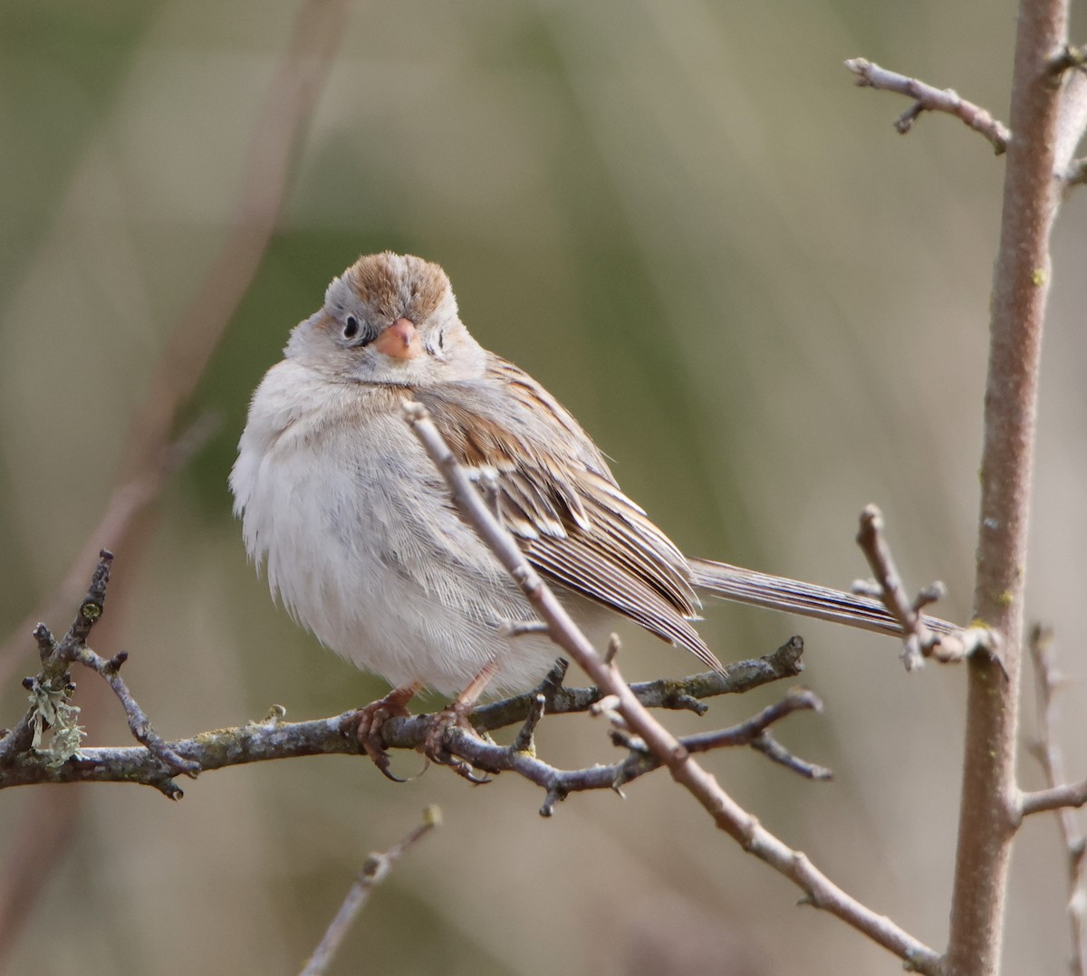 Field Sparrow - ML545509231